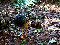gal/holiday/Brazil 2005 - Foz do Iguacu Birds Sanctuary/_thb_Bird_Sanctuary_Iguacu_DSCF1209.jpg